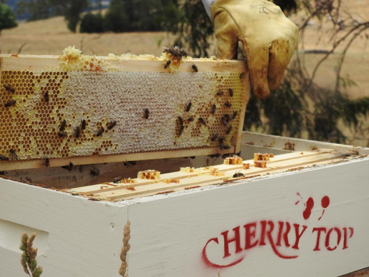 Cherry Top Farmstay - Boutique Eco Village Lilydale 外观 照片